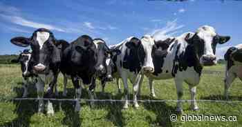 Canada must avoid concessions in U.S. trade talks, dairy farmers warn