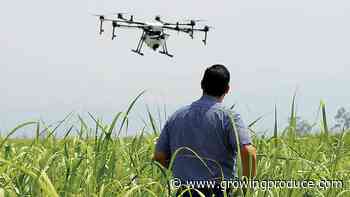Investments Making the Most Sense for Vegetable Growers Now