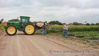 Analyzing Labor’s Ripple Effect on the Vegetable Industry