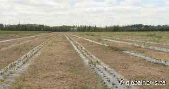 Prairie producers filed more than 4,000 crop insurance claims in stormy July