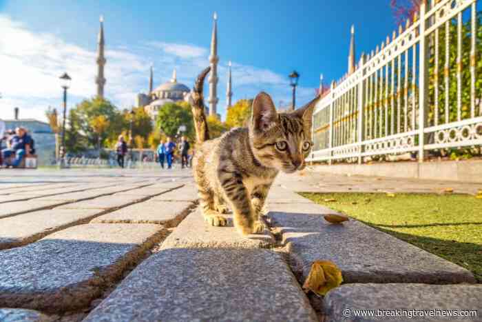 MEET THE CATS OF İSTANBUL ON INTERNATIONAL CAT DAY