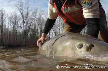 Some fish swimming in the Great Lakes could be upward of 400 years old, new study finds