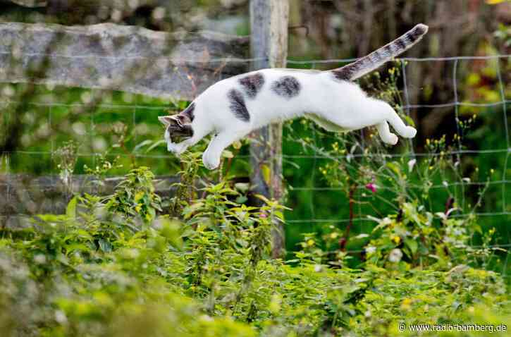 Tierschützer: Freigänger-Katzen sollten kastriert werden