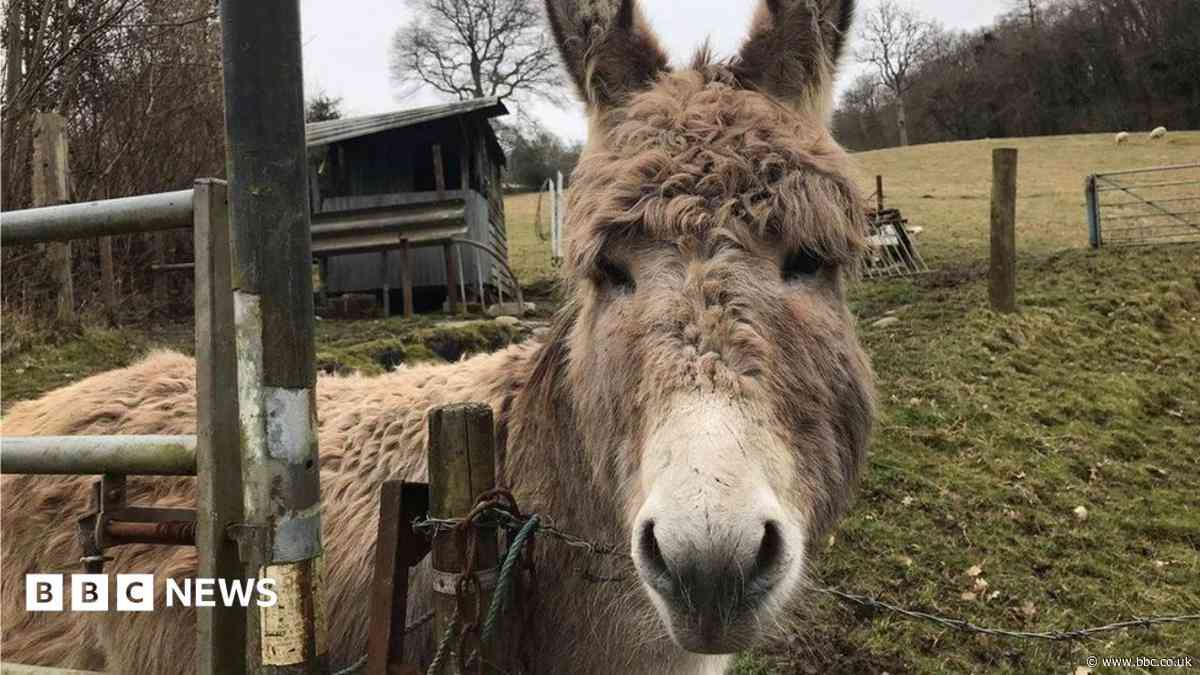 Weekly quiz: How did a football club come to the aid of these donkeys?