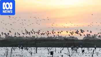 'Bad luck' for Australia's bird flu epicentre, but worse is to come
