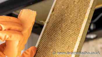 Grease will disappear from extractor fans in 20 minutes using 1 natural item cleaners love