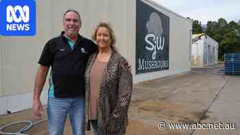 Crippling costs force family to close mushroom farm after 45 years