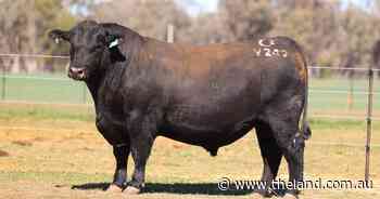 Full clearance for Clunie Range Angus as buyers dig deep for structure and carcase