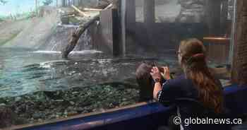 Ontario aquarium welcomes 3 new otter pups