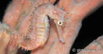 ‘Beautiful and wonderful’ new seahorse species named after UBC professor
