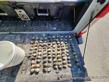 Shucks to be them: Four fishers fined $18,000 for B.C. shellfish harvesting violations