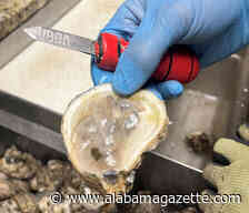 Alabama's Oyster Restoration Efforts Continue with Additional Help