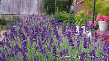 Lavender blooms will thrive for longer if you avoid ‘biggest mistake’ that leads to death