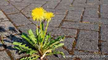 I got rid of patio weeds easily by using cheap kitchen items everyone has