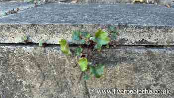 I stop weeds growing on my patio with three items everyone has in their kitchen