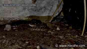 ‘They just kept coming out': Rattlesnake den found under Aledo home