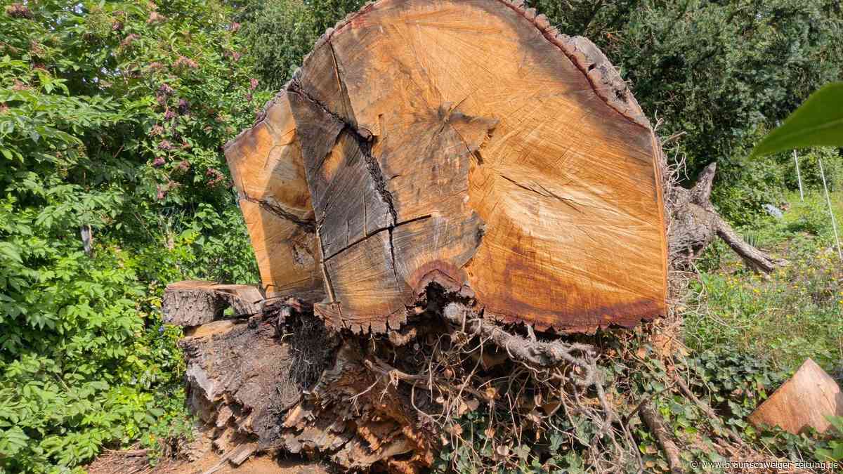 Schladener trauert bis heute um die 550 Jahre alte Grotjahn-Eiche