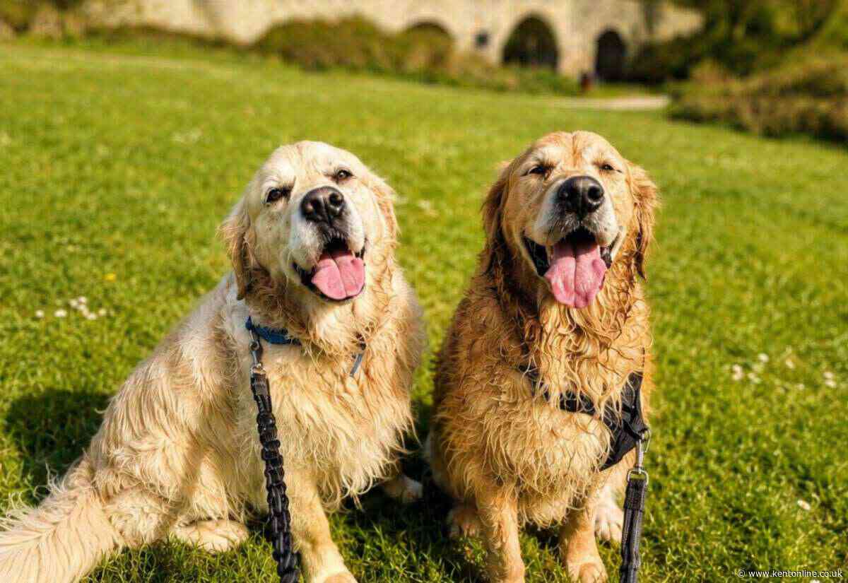 This beautiful riverside walk has everything dogs love – and a nice café to boot