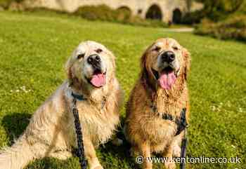 This beautiful riverside walk has everything dogs love – and a nice café to boot