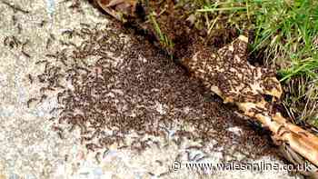 Deter ants from your home and garden in 30 minutes with 1 simple item they detest