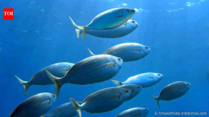 Fish can learn who to trust for food: Wild seabream distinguished between human divers in a new study