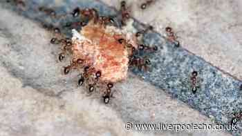 Ants will never enter your home and garden if you use 1 natural item they hate