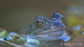 Wieduwilts Woche: Deutschland sitzt wie ein Frosch im erhitzten Wasser