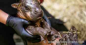 Edinburgh Zoo names endangered pygmy hippo calf after first health check