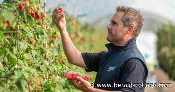 Scottish family firm's strawberries are flying off shelves in Dubai