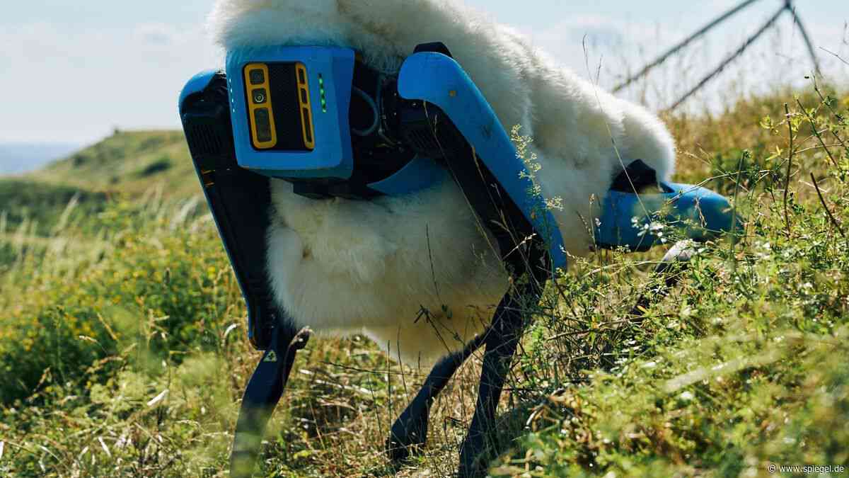 Haldenwärter gesucht: 5000 Euro für eine Woche mit Robo-Schafen im Ruhrgebiet