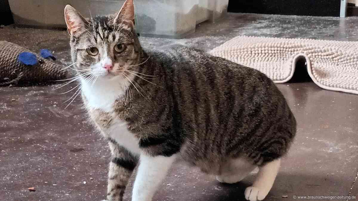 Niedlicher Gifhorner Kater wurde seinen Menschen zu viel – wer gibt ihm eine Chance?