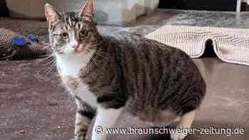 Niedlicher Gifhorner Kater wurde seinen Menschen zu viel – wer gibt ihm eine Chance?