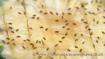 I got rid of fruit flies with this cheap DIY solution