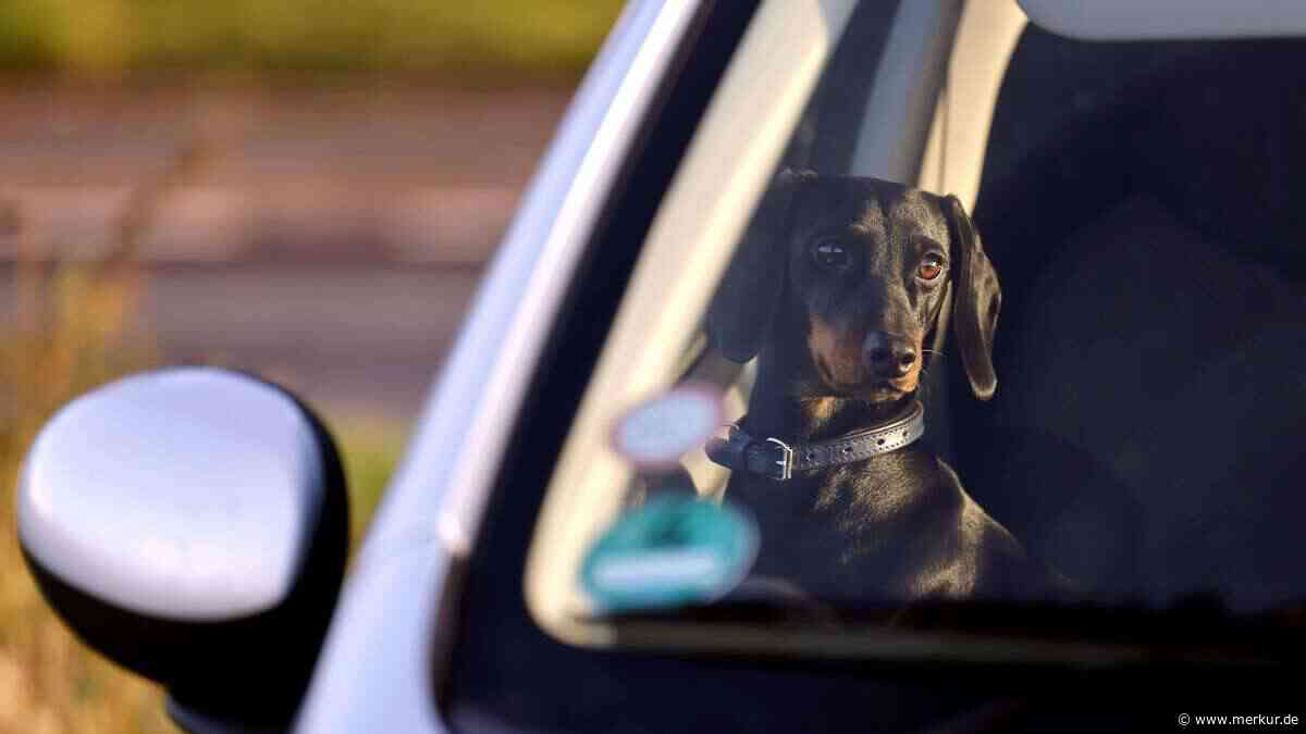 Hund im heißen Auto: Dürfen Sie jetzt einfach die Scheibe einschlagen – oder nicht?