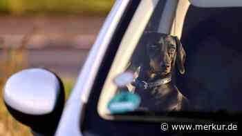 Hund im heißen Auto: Dürfen Sie jetzt einfach die Scheibe einschlagen – oder nicht?