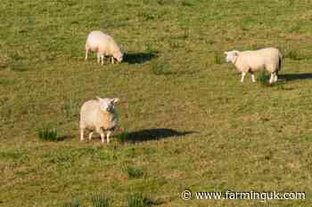 NFU warns farmers as bluetongue cases top 200