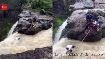 : Tourists use saris to rescue selfie-taking minor
