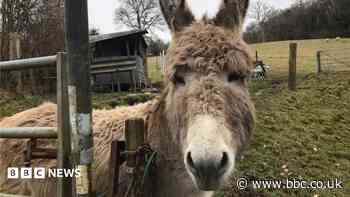 Weekly quiz: How did a football club come to the aid of these donkeys?