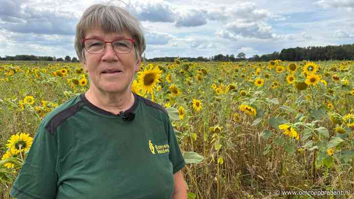 Dit is waarom je steeds meer zonnebloemvelden ziet in Brabant