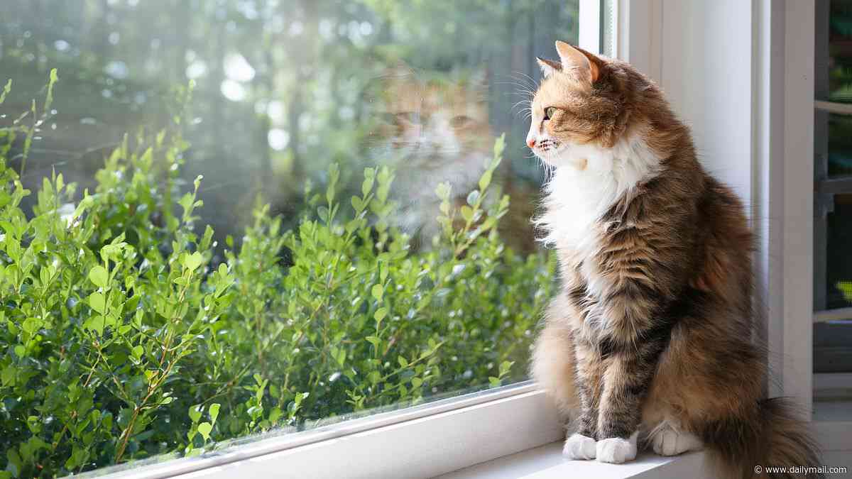 Purr-fectly happy inside! Study reveals cats cope with indoor life far better than owners fear