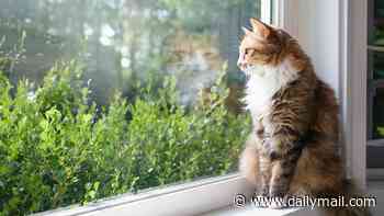 Purr-fectly happy inside! Study reveals cats cope with indoor life far better than owners fear