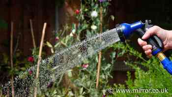 Another hosepipe ban starts today - what is exempt and what you can't do in your gardens