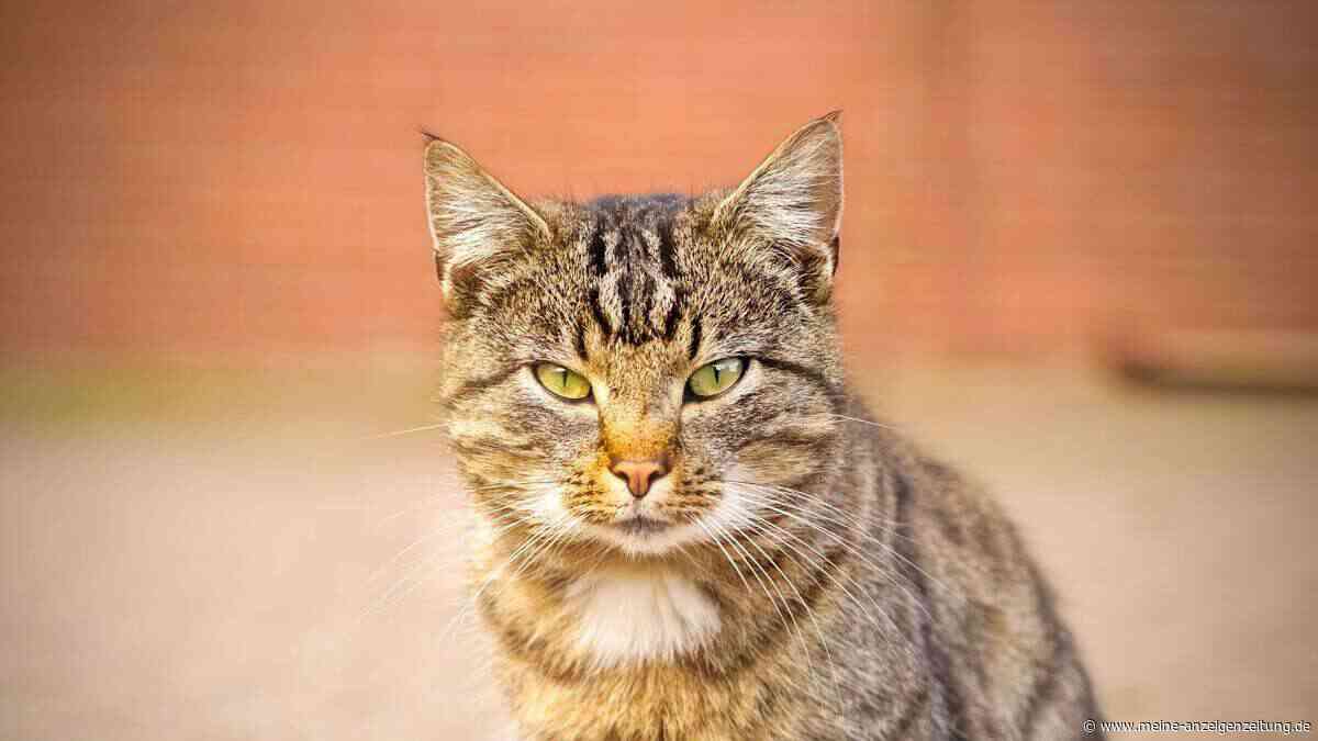Warum manche Menschen bei Katzen einfach besser ankommen