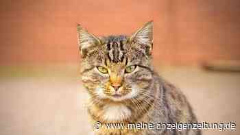 Warum manche Menschen bei Katzen einfach besser ankommen