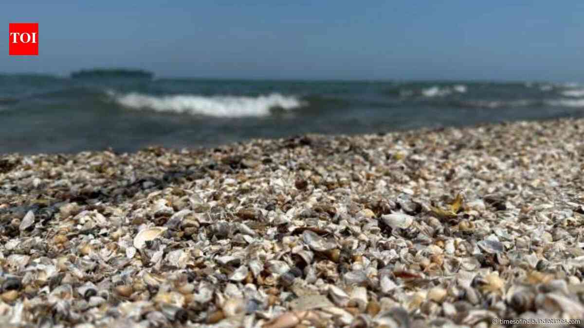Zebra mussels are collapsing structures and pipes in Spain's Ebro River since 2001 with a population of 40,000 per square meter