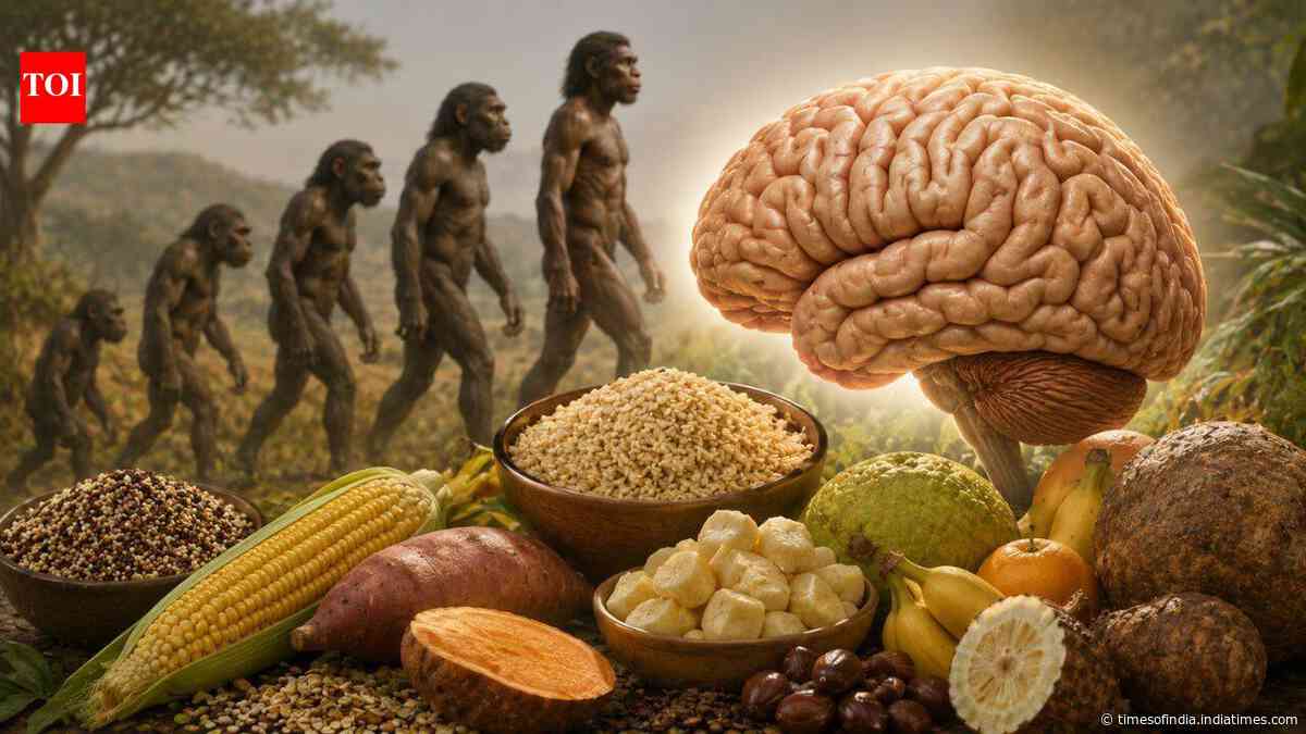 Human brain evolution may have depended on carbs, not just meat
