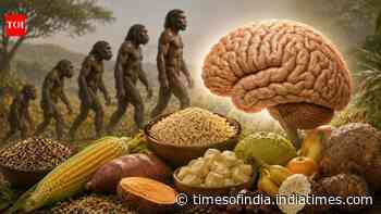 Human brain evolution may have depended on carbs, not just meat