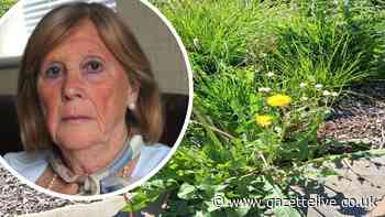 Council accused of 'environmental neglect' as giant weeds take hold in pavement planter