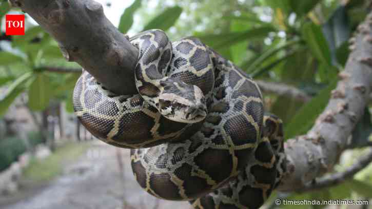 Florida Python Challenge: Other invaders squeeze native wildlife; habitats face growing pressure