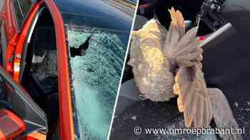 Vogel vliegt tegen voorruit auto op A2, bestuurder gewond